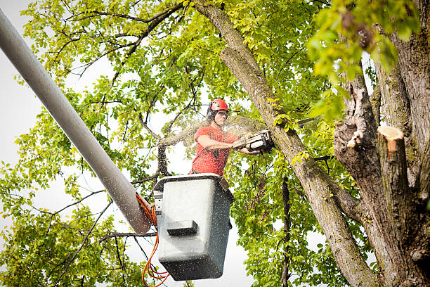 Best Affordable Tree Cutting  in Greenwood, DE